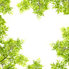 Wall Mural - Frame of green leaves