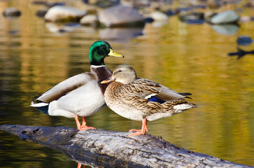 pair of mallard ducks resting in an autumn pond
