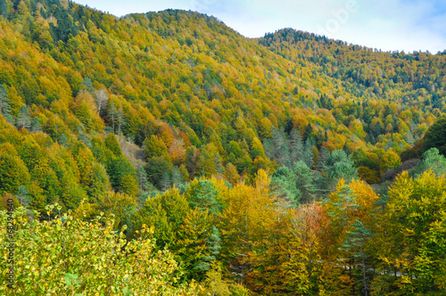 Naklejka samoprzylepna Irati forest jesienią, navarre (hiszpania)