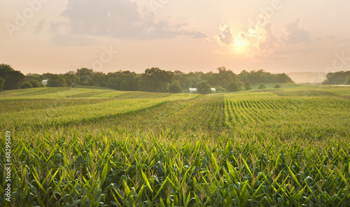 Fotomural Midwestern cornfield below setting sun