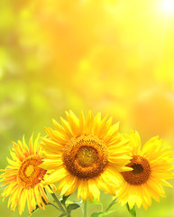 Leinwandbilder - Bright yellow sunflowers