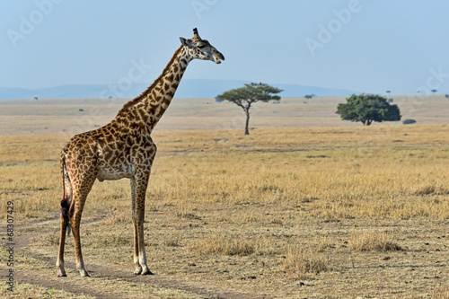 Naklejka dekoracyjna Kenia-Griaffe-19350