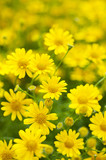 Fototapeta Kwiaty - ディソイディア　ダールベルグデージー　黄色い花