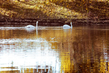 Two White Swan In Autumn Purged