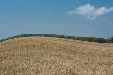 Wall Mural - Zboże