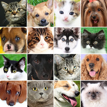 Collage Of Different Cute Pets