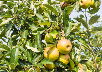 Wall Mural - Ripening apples on the tree