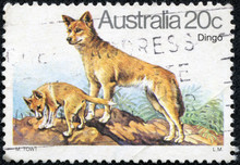 Stamp Printed In The Australia Shows Dingo