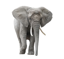 African Elephant Isolated On White With Clipping Path