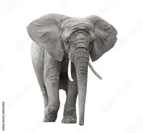African elephant isolated on white with clipping path Poster