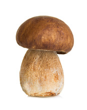 Boletus, Mushroom Isolated On White Background