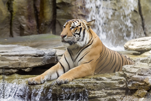 Plakat na papierze fotorealistycznym Tygrys bengalski