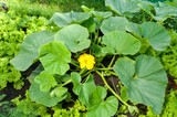 pumpkin plant with a flower growing it the farm