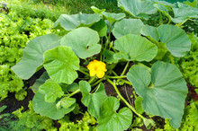 Pumpkin Plant With A Flower Growing It The Farm
