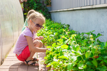 Little charming lovely girl in a greenhouse harvests, berries