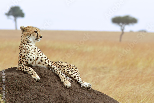 Board z aluminiowym obramowaniem Gepard na masai mara w Kenii, w Afryce.