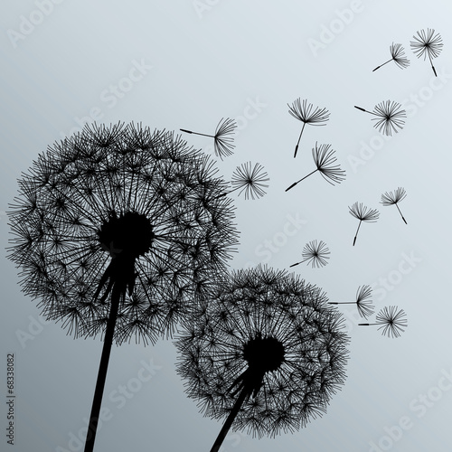 Fototapeta na wymiar Two flowers dandelions on grey background