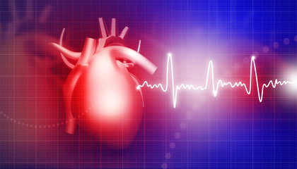 Wall Mural - Human heart on medical background .
