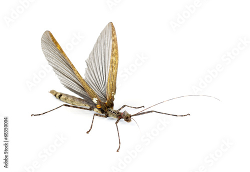 Fotomural Asia Walking Sticks isolated on white background