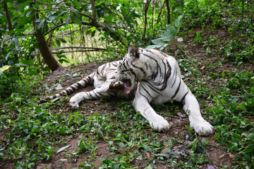 Poster - female white bengal tiger