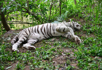 Sticker - female white bengal tiger