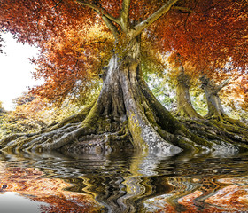 Wall Mural - big old tree - autumn time