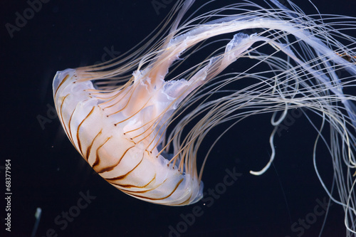 Tapeta ścienna Meduza pływająca w oceanie