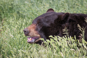 Wall Mural - adult black bear