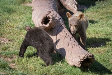 Wall Mural - baby bear cubs