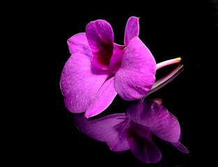 Naklejka roślina tropikalny storczyk kwiat natura