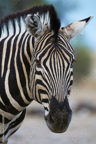 Board z aluminiowym obramowaniem Portret Zebra Burchella