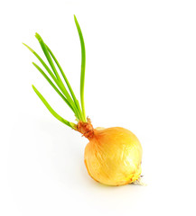 Wall Mural - Sprouting onions - isolated on white background