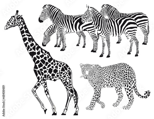 Naklejka na szybę Leopard, Zebra, Giraffe