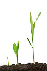 Wall Mural - Young corn plant sprout growth stages