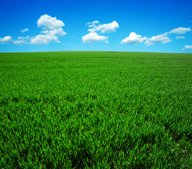 Wall Mural - green field