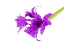 Beautiful Purple Orchid Isolated On White Background