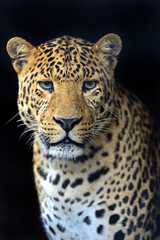 Poster - Leopard