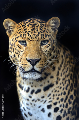 Naklejka dekoracyjna Leopard