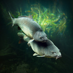 Wall Mural - Underwater photo of a spawning Carps (Cyprinus Carpio).