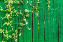 Green Wooden Fence And Plant