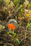 Fototapeta  - Light bulb with flower inside on grass background.