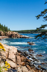 Poster - Flowers and Trees on Rocky Shore