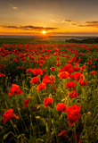 Fototapeta Na drzwi - Poppy field at sunset