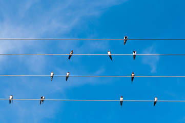 Swallows on wires under a blue sky