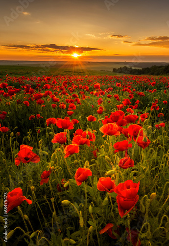 Naklejka dekoracyjna Poppy field at sunset