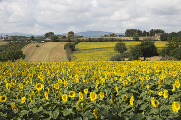 Field of sunflowers, Perugia countryside