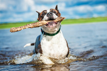 American Staffordshire Terrier Playing With A Stick In The Water
