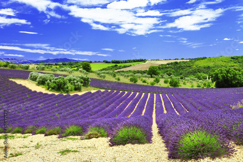 Tapeta ścienna Piękne pola lavander, provance, valensole, francja