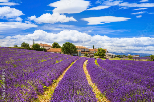 Feelds of blooming lavander, Valensole, Provence, France, europe Poster