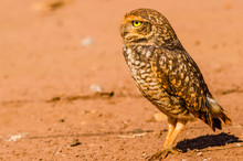 Brown Owl On The Desert Searching For Food